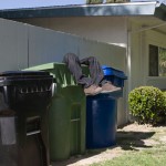 Man's legs extending from garbage can